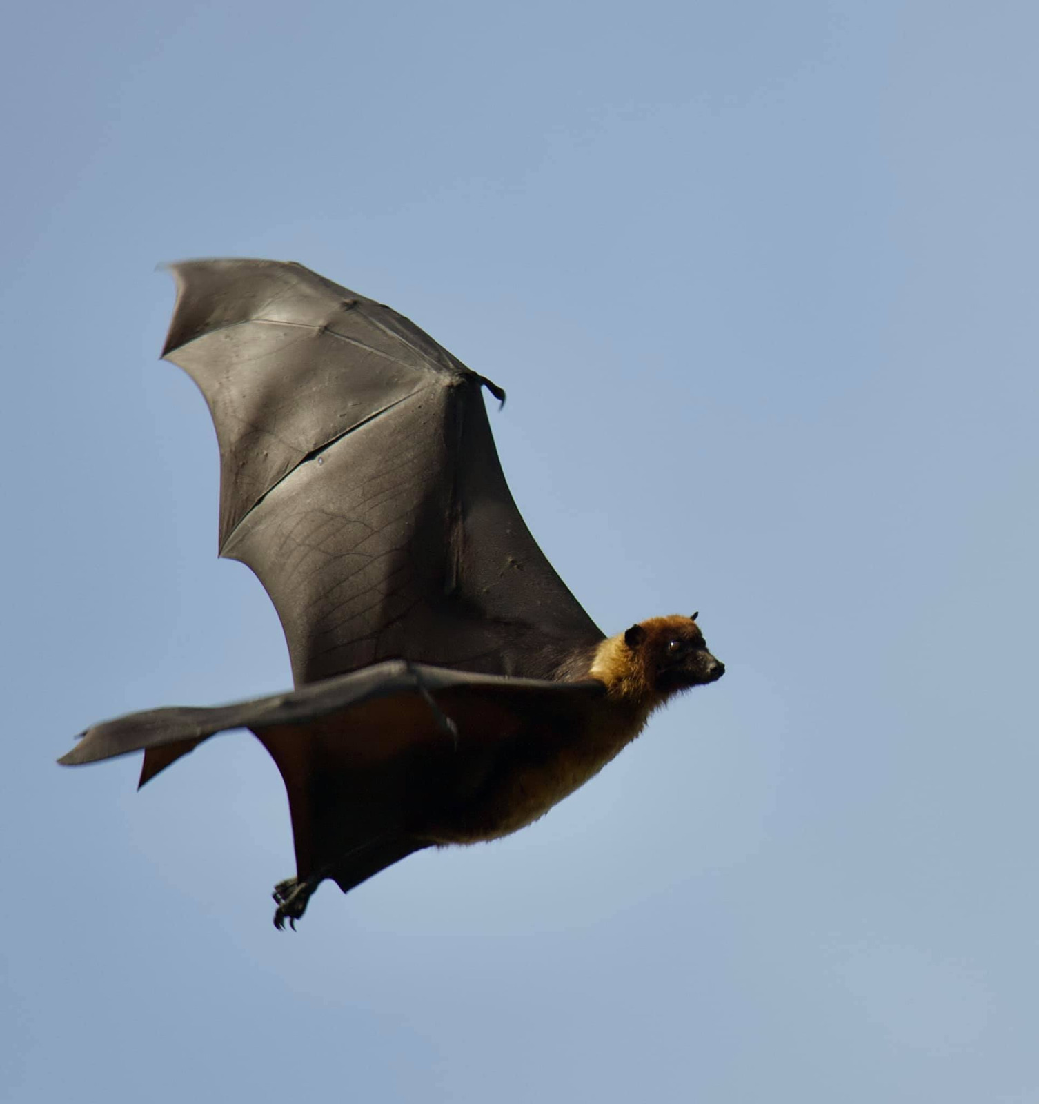Blog Grid - Batcon Pakistan - Wildlife Conservation and Zoonoses Awareness