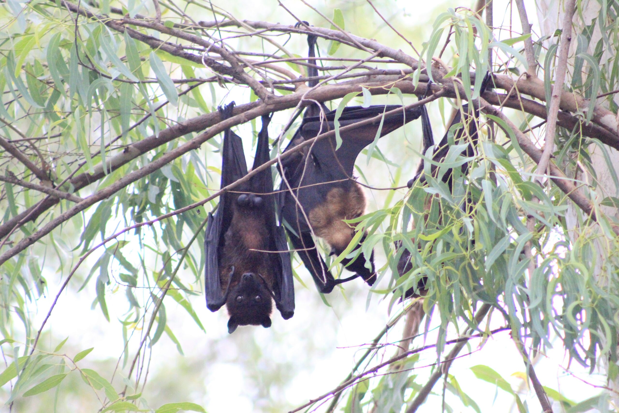 Project Completion - Batcon Pakistan - Wildlife Conservation and ...